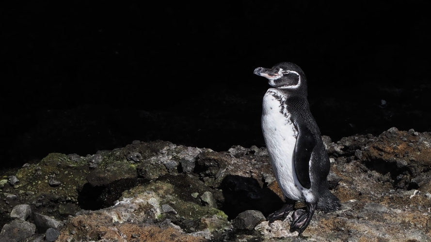 Galapagos Bark EUROPA by Zet Freiburghaus