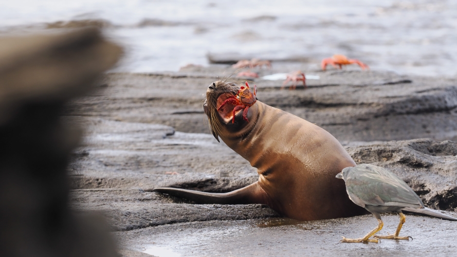 Galapagos Bark EUROPA by Zet Freiburghaus