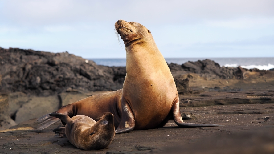 Galapagos Bark EUROPA by Zet Freiburghaus