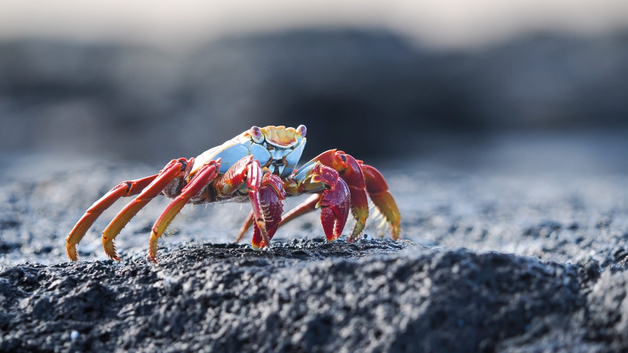 Galapagos Bark EUROPA by Zet Freiburghaus