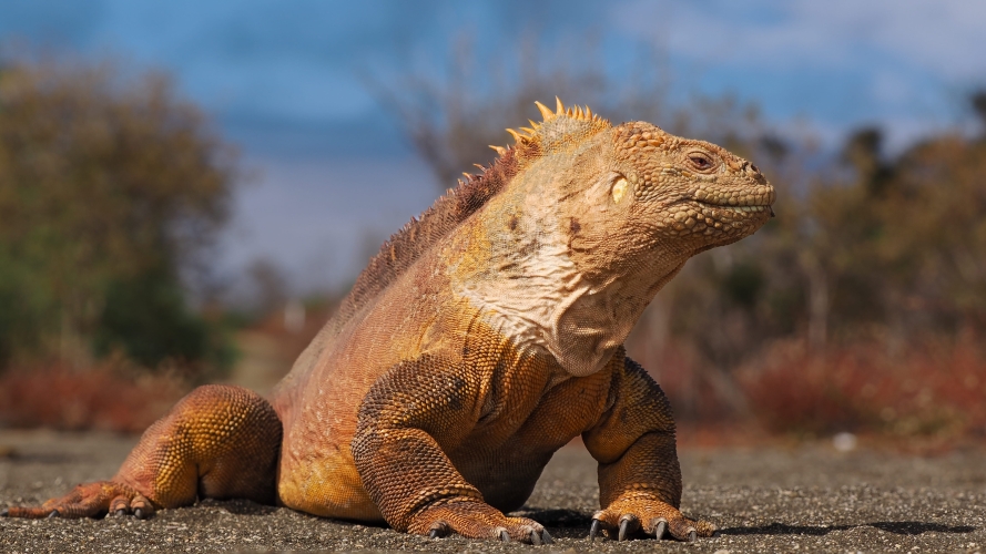 Galapagos Bark EUROPA by Zet Freiburghaus