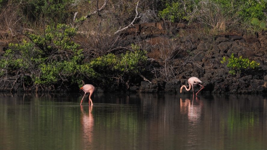 Galapagos Bark EUROPA by Zet Freiburghaus