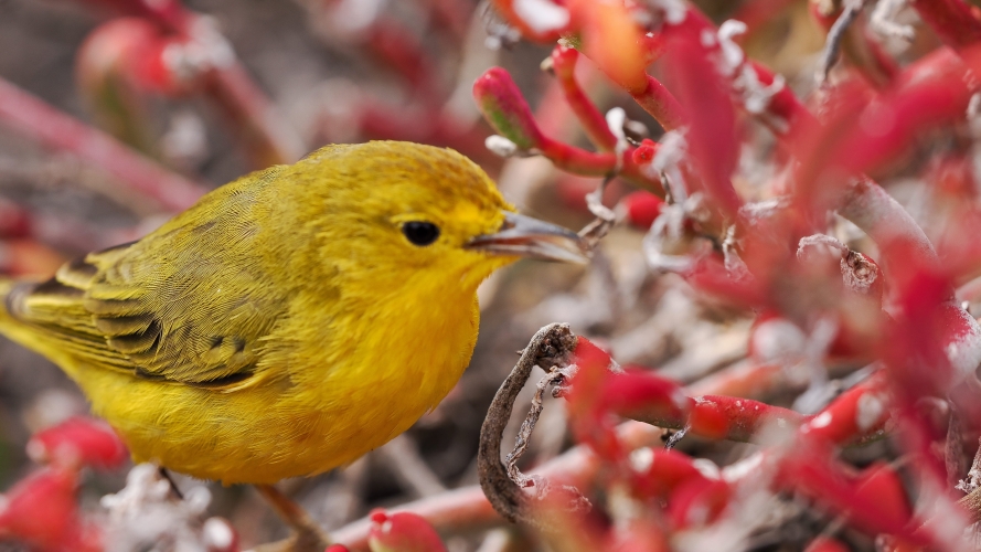 Galapagos Bark EUROPA by Zet Freiburghaus