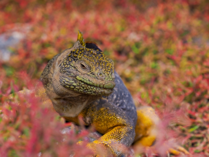 Galapagos Bark EUROPA by Zet Freiburghaus