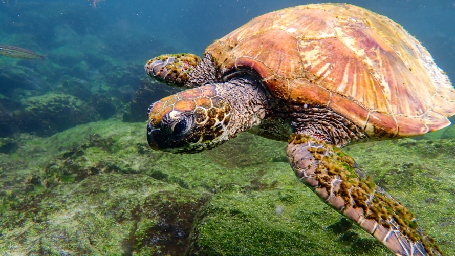 Galapagos Bark EUROPA by Zet Freiburghaus