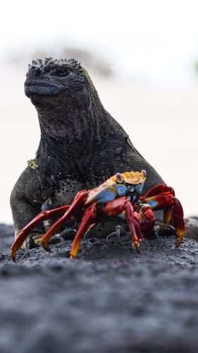Galapagos Bark EUROPA by Zet Freiburghaus