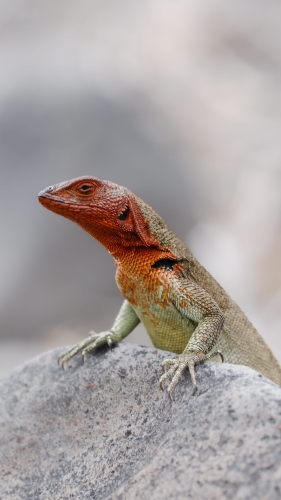 Galapagos Bark EUROPA by Zet Freiburghaus