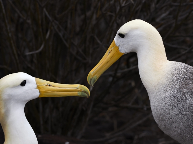 Galapagos Bark EUROPA by Zet Freiburghaus