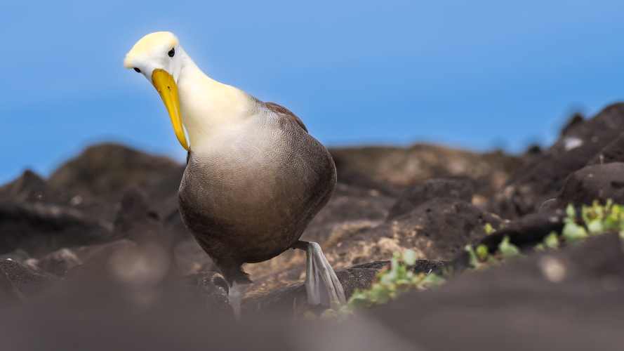 Galapagos Bark EUROPA by Zet Freiburghaus