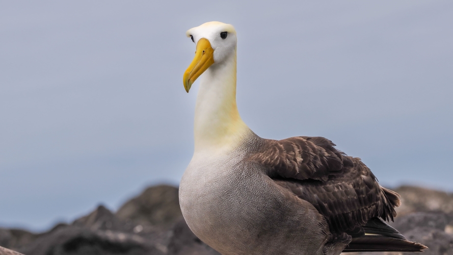 Galapagos Bark EUROPA by Zet Freiburghaus
