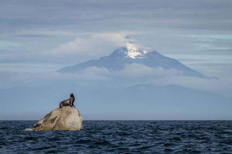 Desertores Islands · Islote Nihuel · Fur Seals · Cormorants · Sailing to Puerto Montt Bark EUROPA