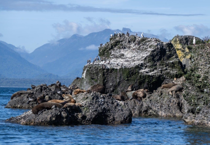 Desertores Islands · Islote Nihuel · Fur Seals · Cormorants · Sailing to Puerto Montt Bark EUROPA