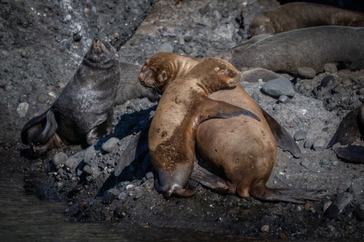 Desertores Islands · Islote Nihuel · Fur Seals · Cormorants · Sailing to Puerto Montt Bark EUROPA