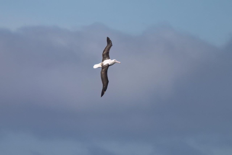Sailing northwards along the Chilean Coast Bark EUROPA