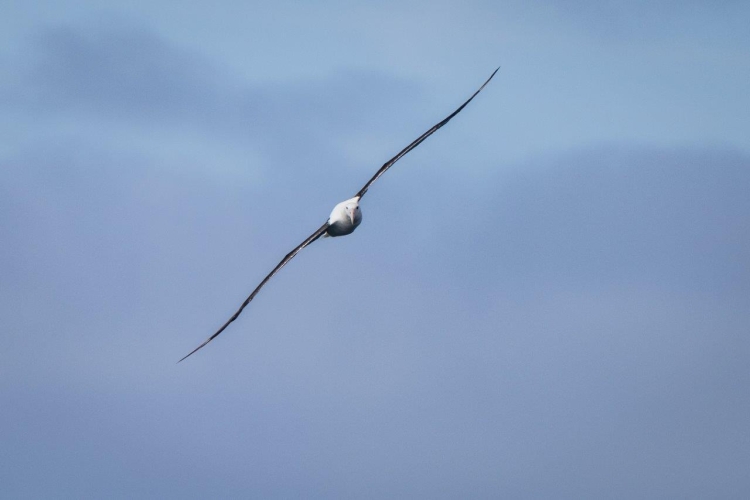 Sailing northwards along the Chilean Coast Bark EUROPA