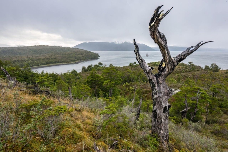 Chilean channels bark europa Jordi Plana Morales