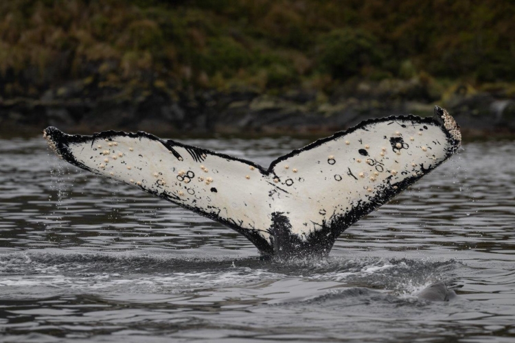 Magellan Straits Chilean Channels Bark EUROPA Jordi Plana Morales
