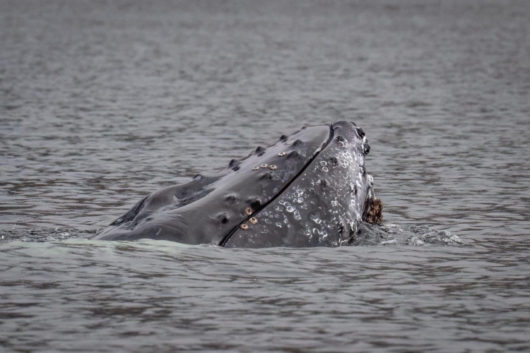 Magellan Straits Chilean Channels Bark EUROPA Jordi Plana Morales
