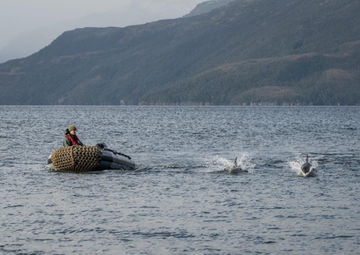 Chilean channels bark europa Jordi Plana Morales
