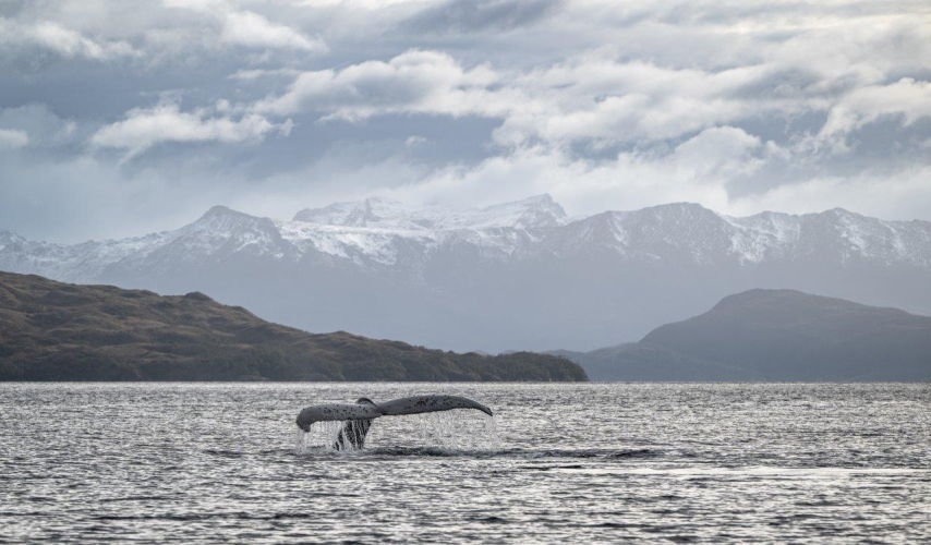 Magellan Straits Chilean Channels Bark EUROPA Jordi Plana Morales