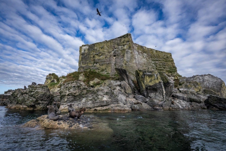 Desertores Islands · Islote Nihuel · Fur Seals · Cormorants · Sailing to Puerto Montt Bark EUROPA
