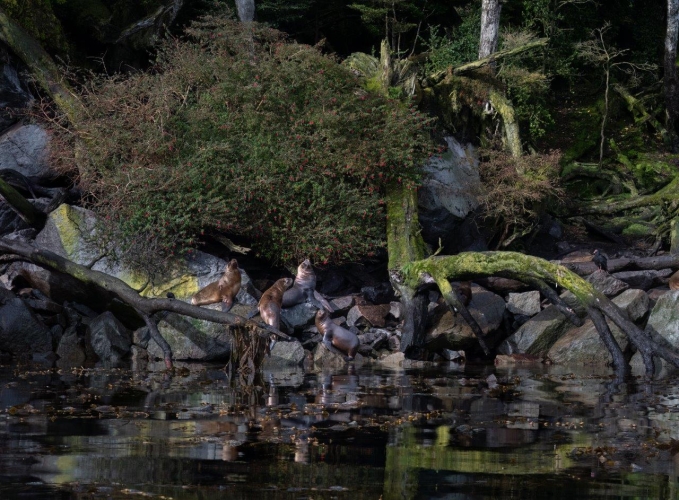 Magellan Straits Chilean Channels Bark EUROPA Jordi Plana Morales