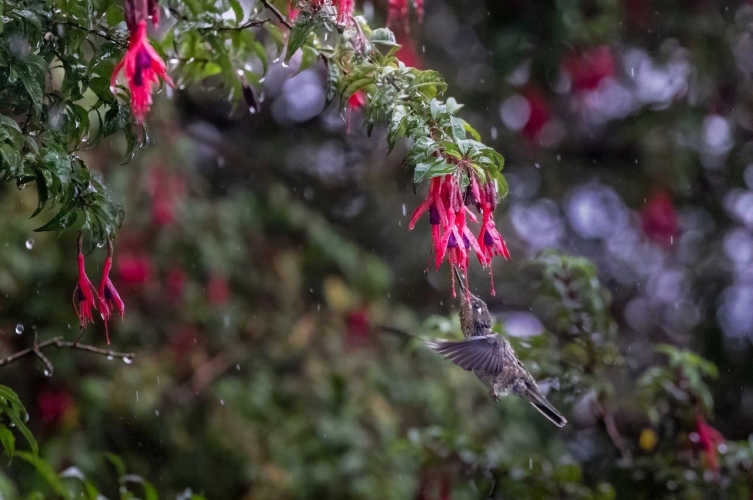 Bark EUROPA Puerto Eden