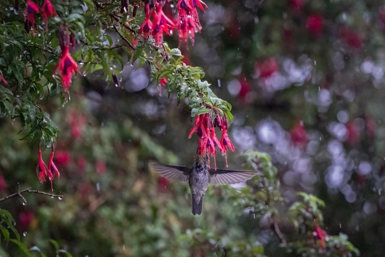 Bark EUROPA Puerto Eden