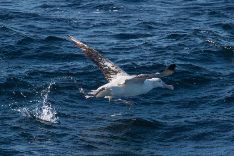 Pacific Ocean · Sailing North · Humboldt Current Bark EUROPA