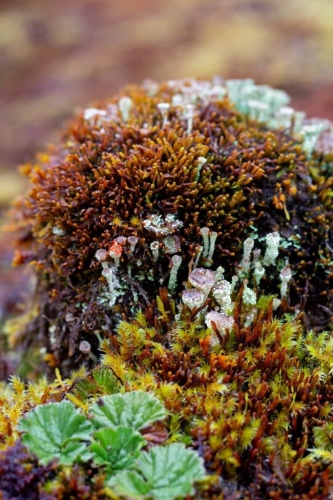 Sailing in the Chilean channels Fiordo Peel - Estero Amalia (Skua Glacier)