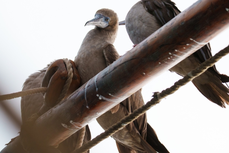 Sailing from Peru to the Galapagos - Joshua Vela-Fonseca