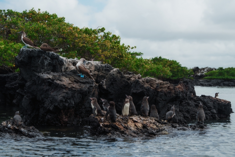 Bark EUROPA sailing the Pacific - Galapagos