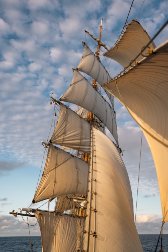 Bark EUROPA Fraser Edwards
