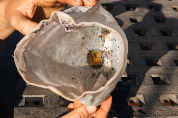 Bark EUROPA manta trawl research in the Pacific Fraser Edwards 