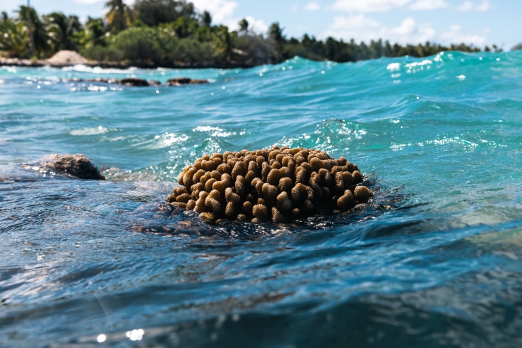 Bark EUROPA Fakarava Pacific Voyages Fraser Edwards