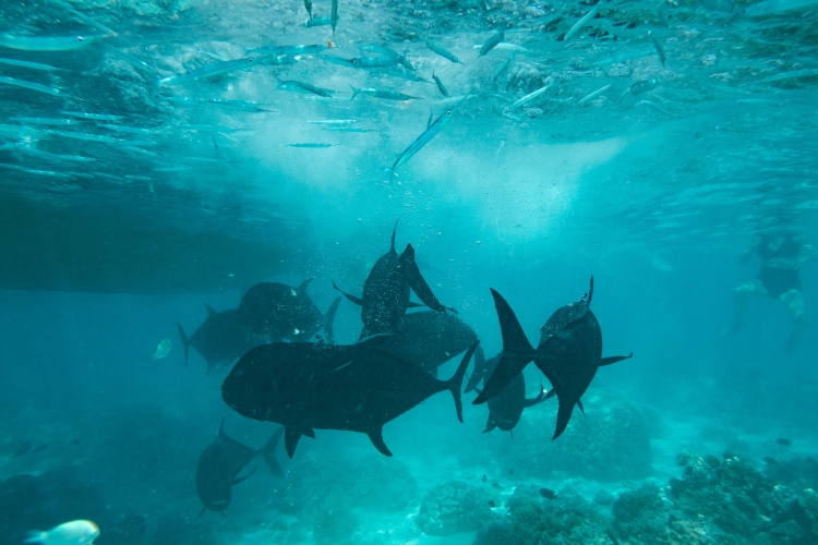 Aitutaki by Fraser Edwards Bark EUROPA