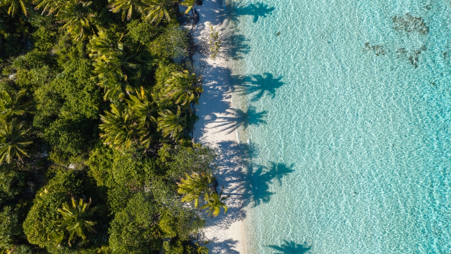 Aitutaki by Fraser Edwards Bark EUROPA