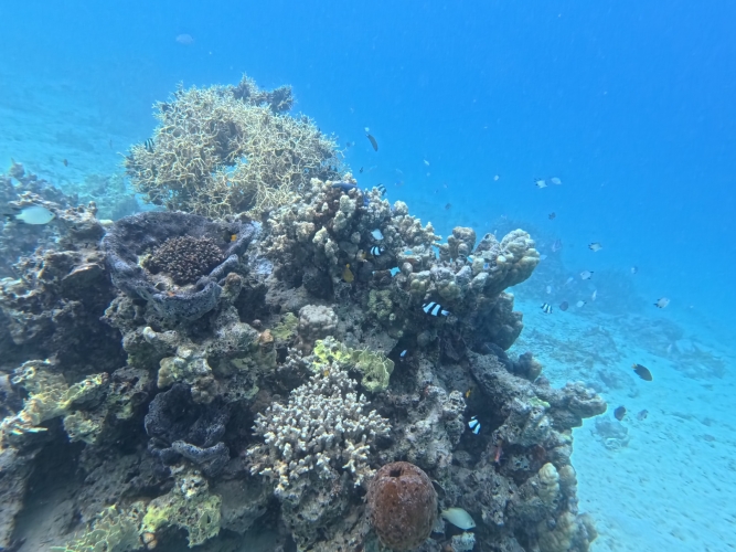 Visiting Tonga Bark EUROPA Johanne