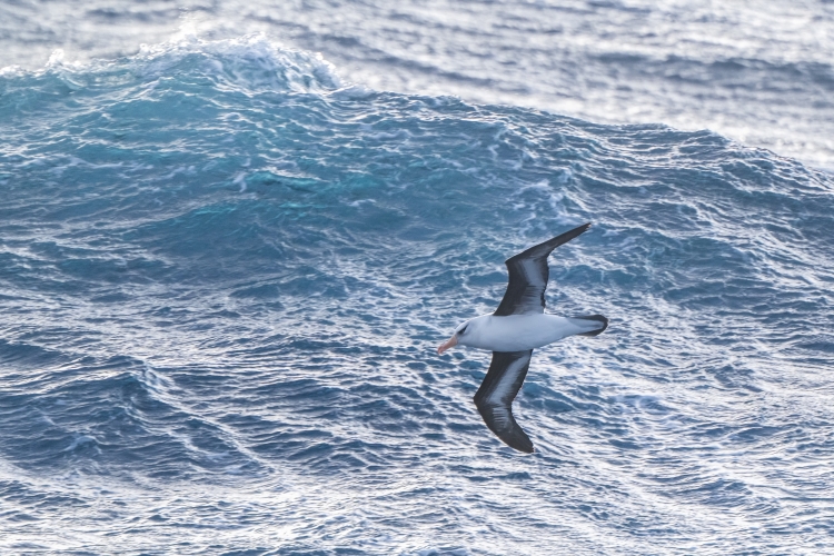 Campbell albatross