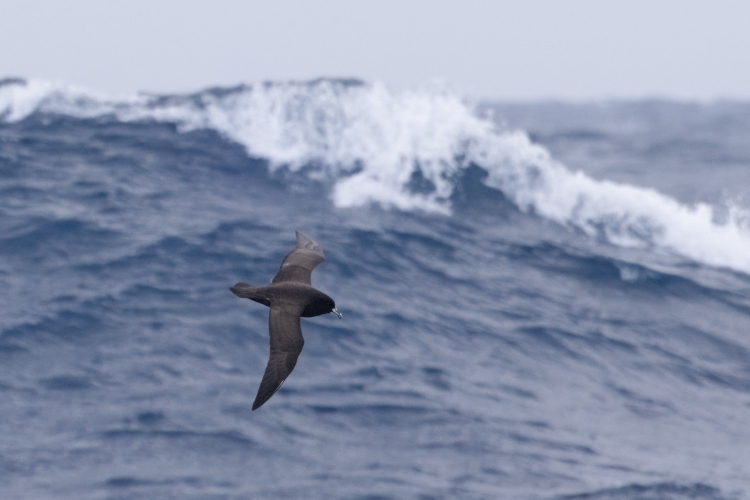 Cape Horn 2026