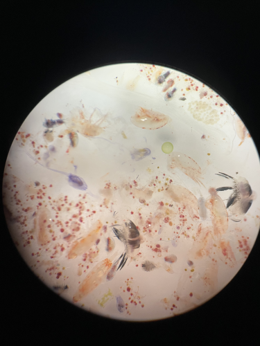 Plankton