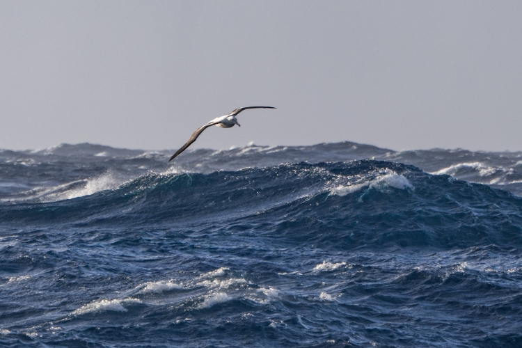 Southern Royal albatross