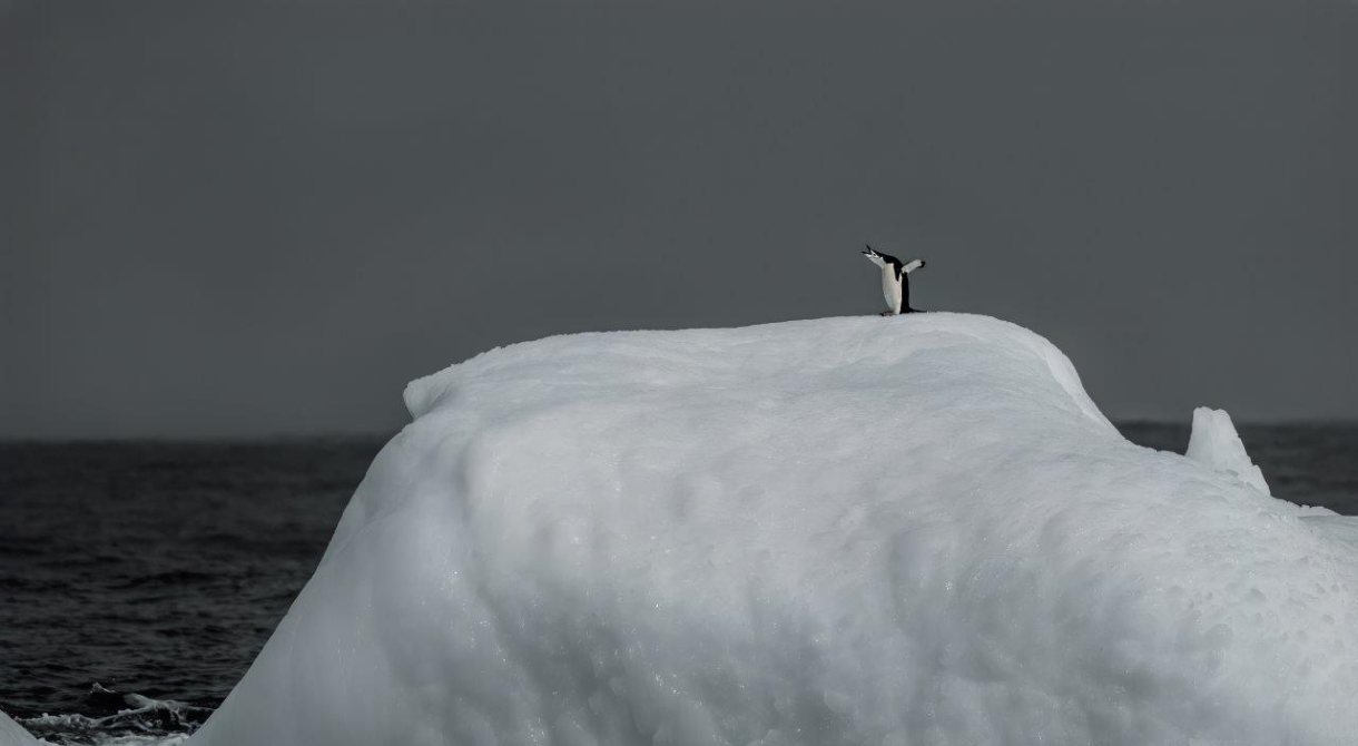 Chinstrap Penguin on bergy bit