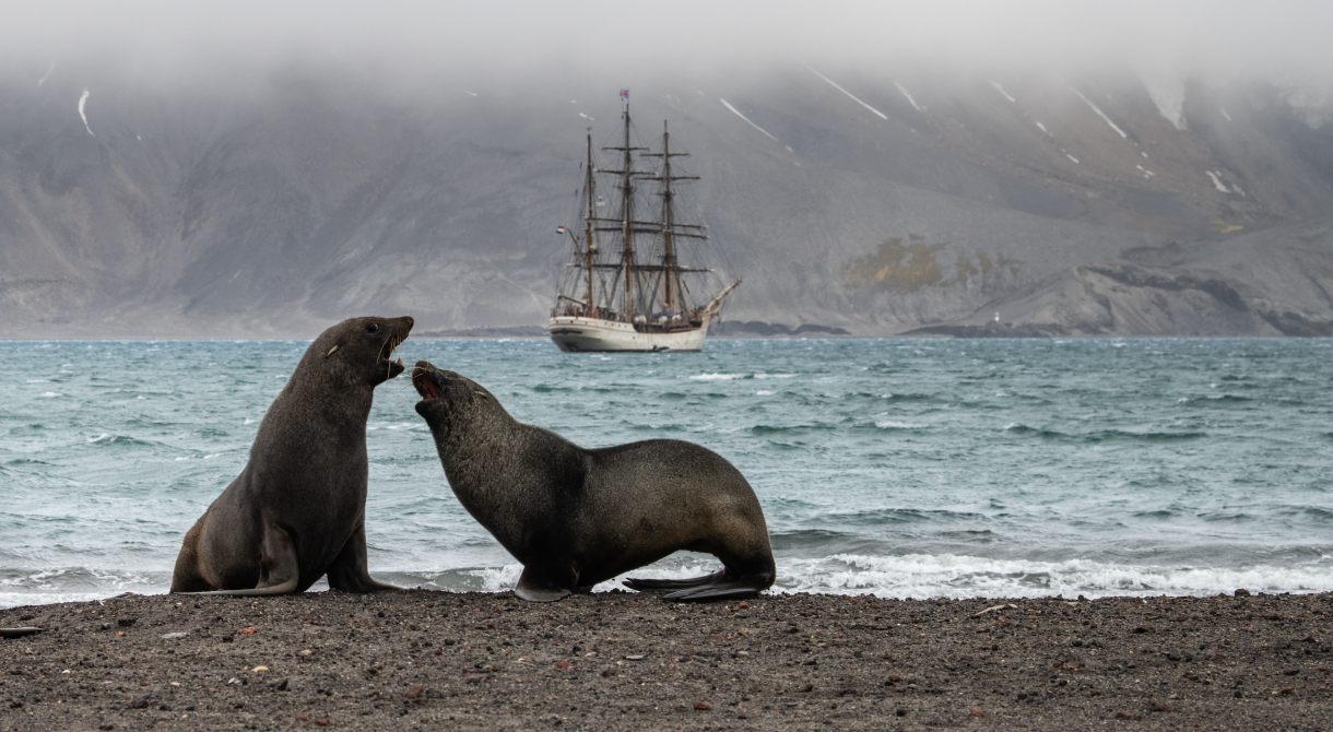 Wildlife and ship