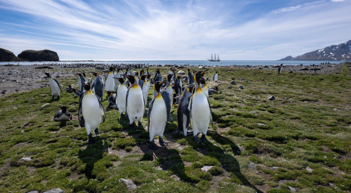 Display of curiosity at St. Andrews