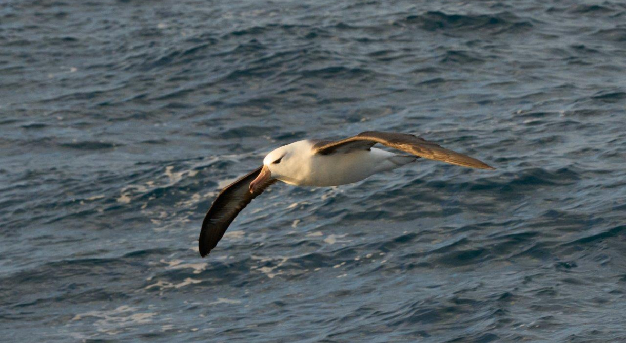 Blackbrowed Albatross