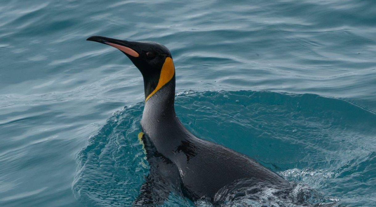 South Georgia - Philipp Reindhard