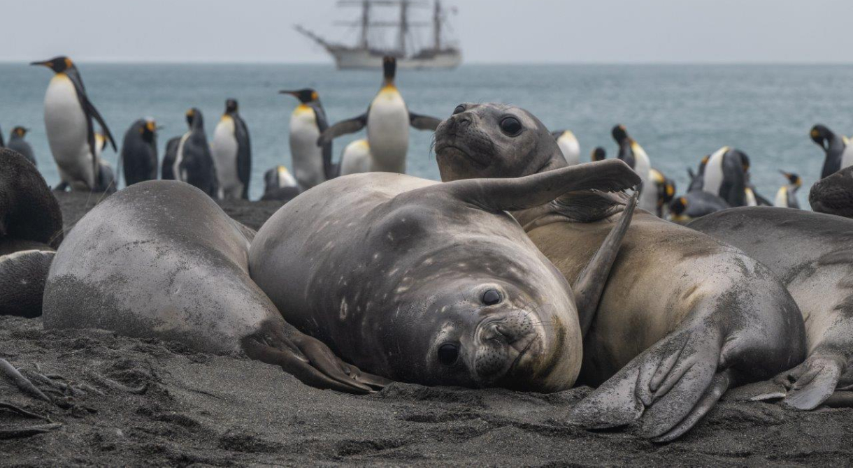 South Georgia Jordi Plana Morales Bark EUROPA