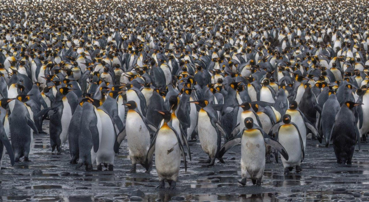 South Georgia Salisbury Plain and Prins Olav Harbour Jordi Plana Morales