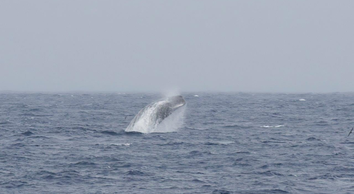 Spermwhale by Dan Baxter 